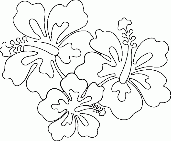 Hawaiian plants and animals coloring book