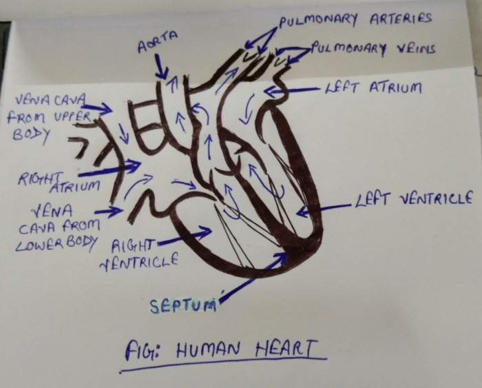 Drawing easy human heart