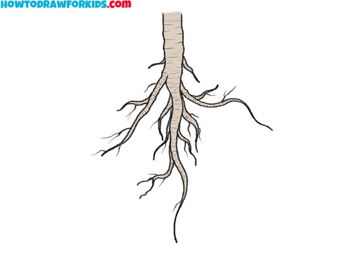 Plant drawing with roots easy