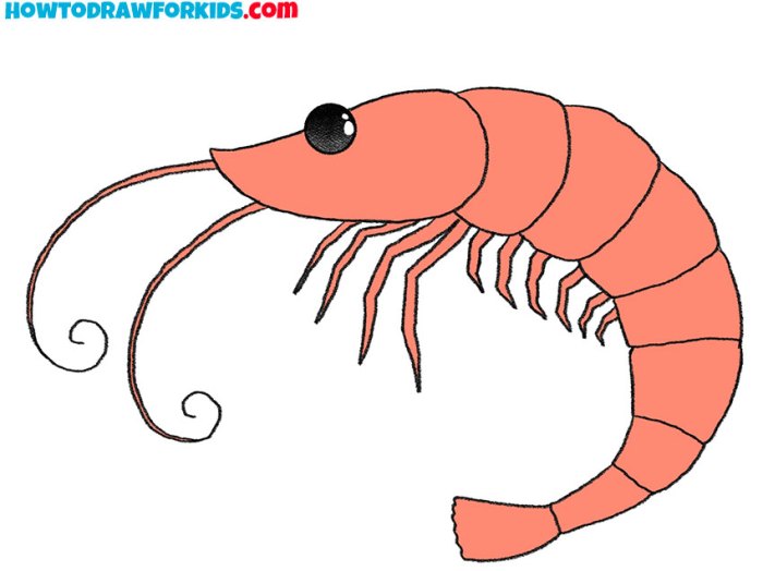 Alpheild shrimp drawing easy