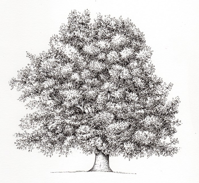 Beech tree drawing alan number two painting drawings 27th uploaded january which