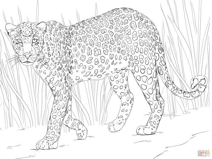 African animals coloring pages for kids