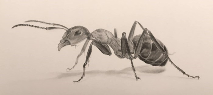 Bullet ant drawing really easy