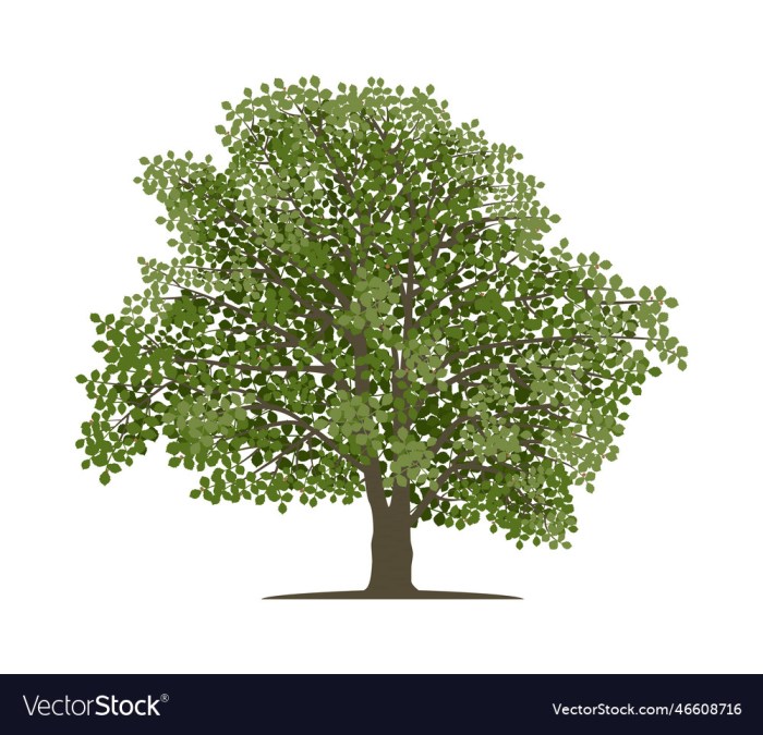 Beech tree drawing simple easy