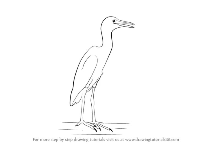 Cattle egret drawing easy