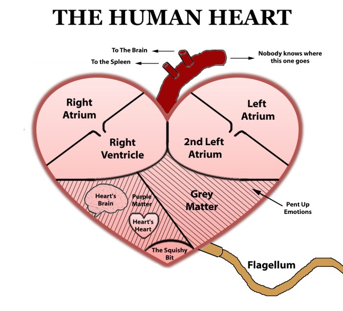 Drawing easy human heart