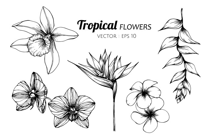 Flower images drawing easy trlabelopical